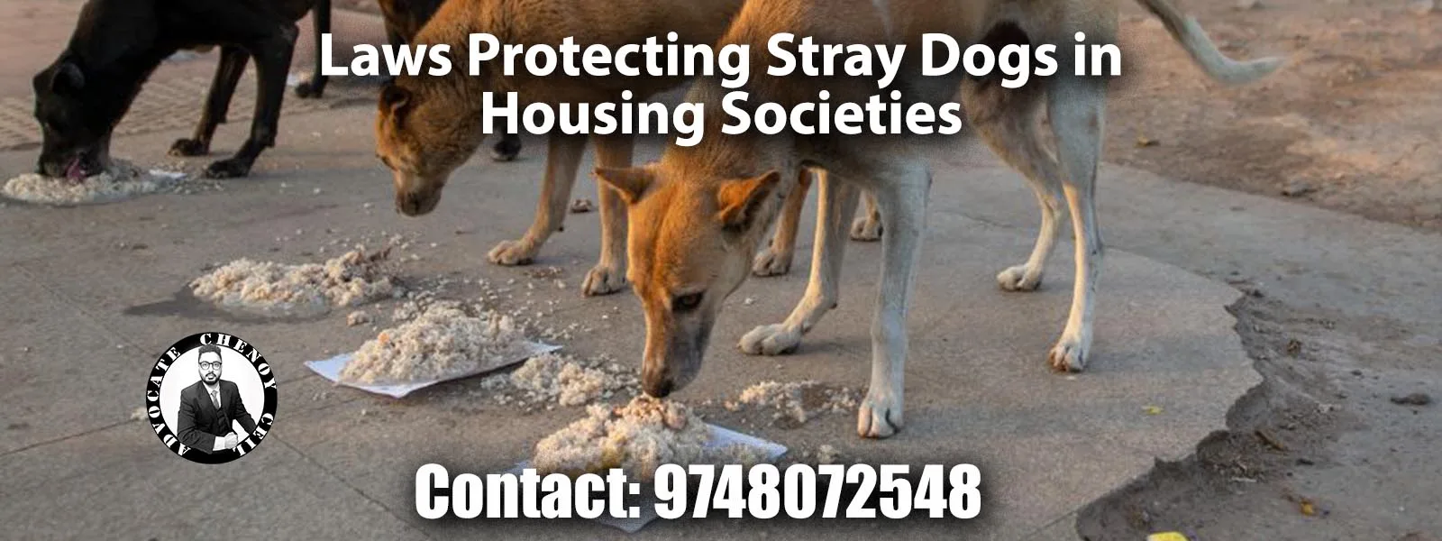 stray dogs in housing societies